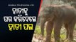 Baby Elephant Shunned By Herd Shifted To Nursery In Berhampur