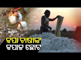 Cotton Farmer In Sonepur Slams Odisha Govt Over Mandi Issues
