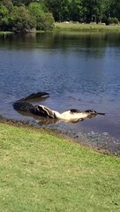 İki timsahın korkunç mücadelesi!