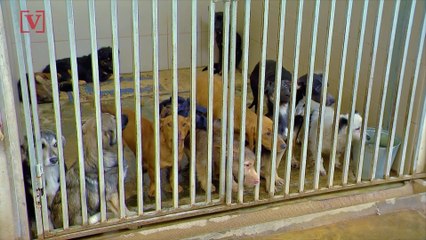 Pandemic Adopters Are Returning Their Dogs but We Beg You to Try This Before You Do