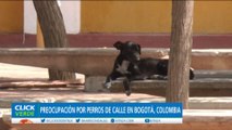 Importante censo a perros callejeros en Bogotá, Colombia