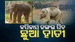Shunned By Herd, Baby Elephant To Be Shifted To Kapilash Forest In Dhenkanal