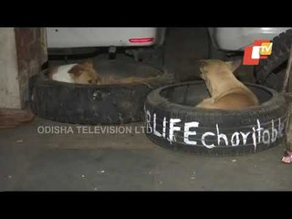 Delhi Veterinary Student Arranges Tyres For Stray Dogs To Protect Them From Cold