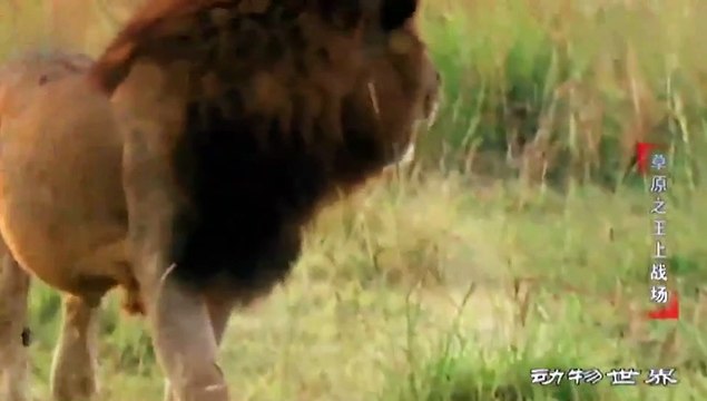 The hyena killed the lion cub, and the lion king went straight to the hyena’s den