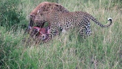 The fierce lion was played by the water buffalo, the water buffalo used a "bitter trick