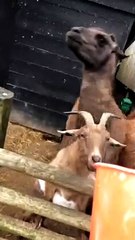 Alpaca with Attitude Spits