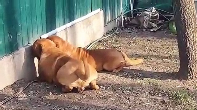 Que peuvent bien regarder ces deux chiens sous une palissade