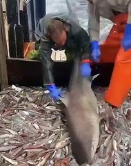 Ce requin se fait un festin sur un bateau de pêche !