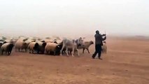 Koyunları askeri düzenle yetiştiren çoban