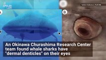 Eyeball Teeth? The World's Largest Shark Found to Have Just That