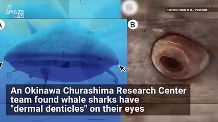 Eyeball Teeth? The World's Largest Shark Found to Have Just That