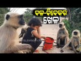 Monkeys & A Young Girl-Watch Special Episode Of News Fuse