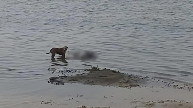 10 Tak: Horrific visuals came from India's holiest rivers