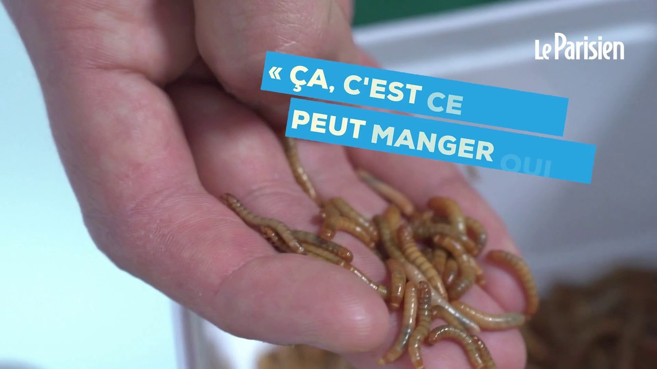 «Sans goût mais pleine de protéines» :  la farine de larves de scarabée bientôt dans certains de nos aliments