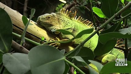 Paris zooloji parkı açılıyor