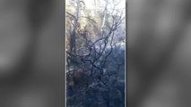 Muğla'nın Bodrum ilçesinde orman yangını kontrol altına alındı