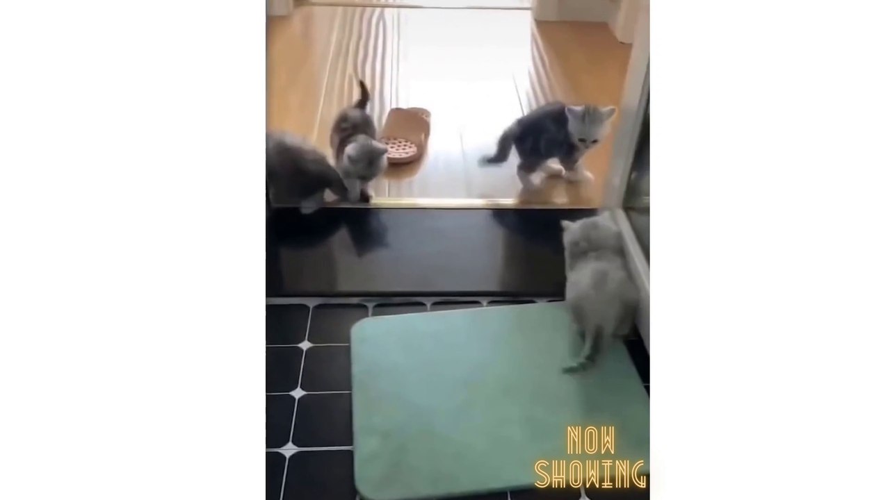 Cute And Funny Pets | Try Not To Laugh To These Pets Compilation #1 ♥ Best Funny Cat Videos 2021