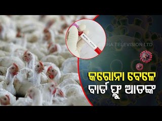 High Alert After Reports Of Bird Flu In Different States