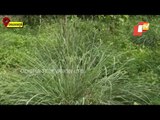 Plight Of Lemon Grass Farmers In Paralakhemundi