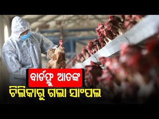 Bird Flu Threat |  400 Bird Samples From Chilika Sent For Examination