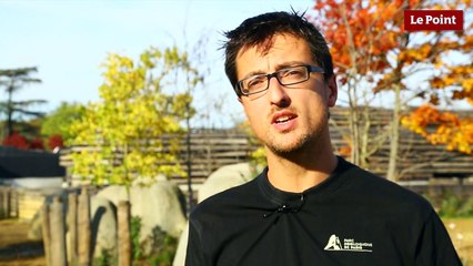 Les trois bizarreries... du rhinocéros !