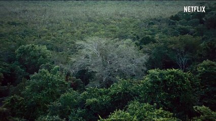 Selva trágica (Tragic Jungle) -  Official Trailer   Netflix