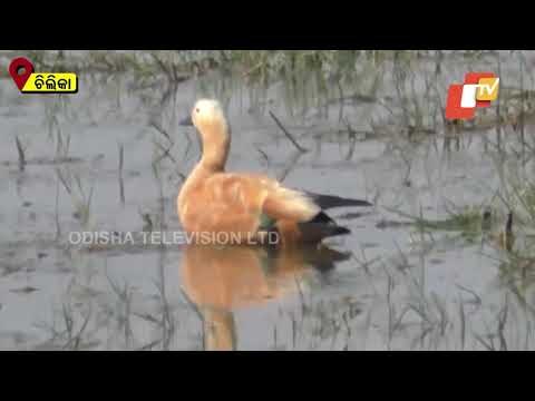 Millions Of Birds Flock Chilika Every Year | Watch The Grandeur & Spectacle Of The Wetland