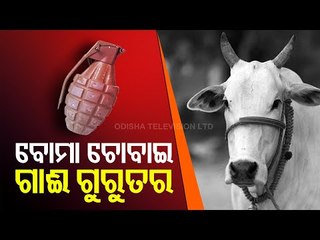 Odisha - Cow Critical After Chewing Crude Bomb Planted For Wild Boar Poaching