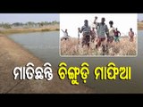 Watch | Chemicals Used In Prawn Ghery Destroy Paddy Fields In Odisha's Bhadrak