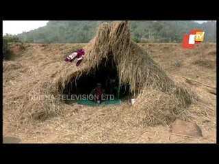 Farmers In Rayagada Forced To Keep Paddy On Road-OTV Report