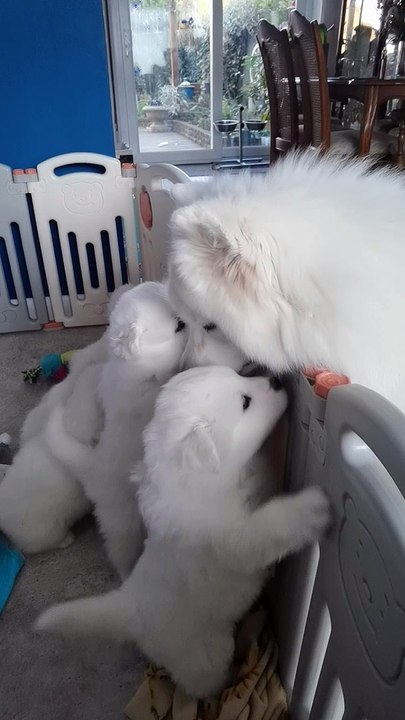 Hungry Pups Missed Mom
