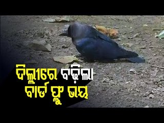 Bird Flu Scare Deepens In Delhi, Crow Carcass Found At Several Places Of National Capital