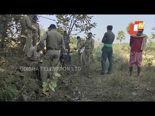 Poacher Dies In Own Trap Laid For Boars