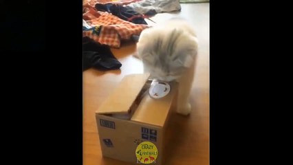 funny videos animals farting