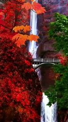 The birds chirping sounds with a beautiful scene whatsapp status.