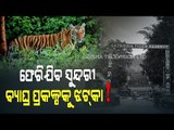 Special Story | Future Of Tiger Conservation Project In Satakosia Hangs In Balance-OTV Report