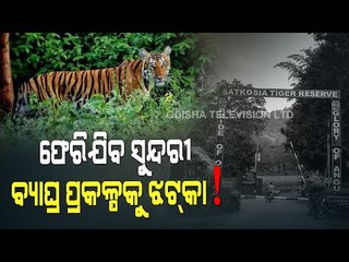 Special Story | Future Of Tiger Conservation Project In Satakosia Hangs In Balance-OTV Report
