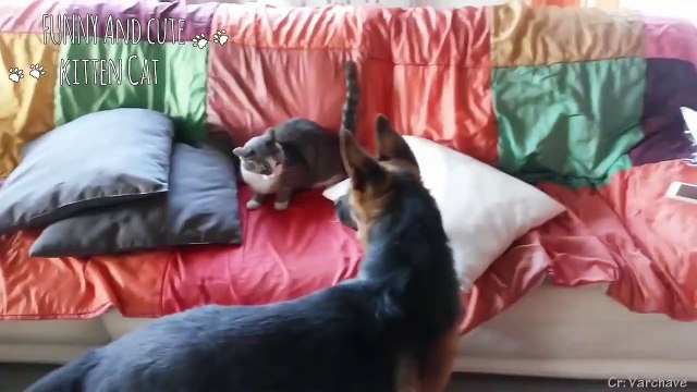 Dog - Cat Is An Oxymoron Funny Moments Between Dogs And Cats Together