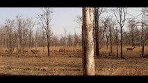 Group. of chital. wondering in search of food and water during dry season before monsoon in tropical forest