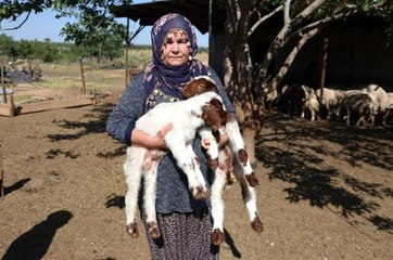 Son dakika haberleri! Bakanın hediye ettiği 40 koyun 80'e çıktı