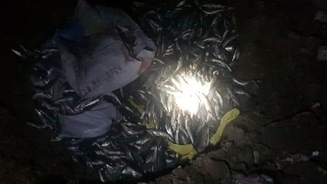 Avlanması yasak olan 300 kilo inci kefali imha edildi