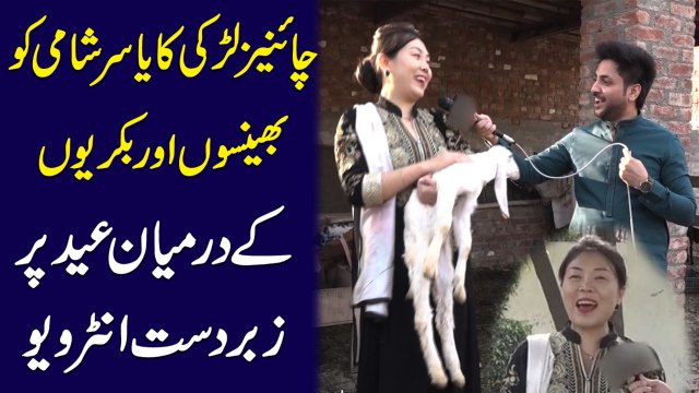 Chinese larki ka Yasir Shami ko bhenson aur bakriyon k darmeyan Eid pr zabardast interview...