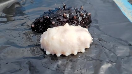 강원도 동해시 앞바다서 희귀종 '백해삼' 잡혀 / YTN