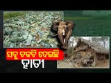 Stray Elephants Cause Massive Crop Damage In Cuttack Banki