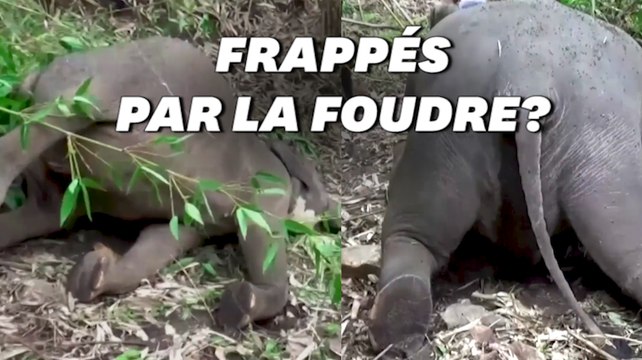 En Inde, au moins 18 éléphants retrouvés morts, a priori tués par la foudre