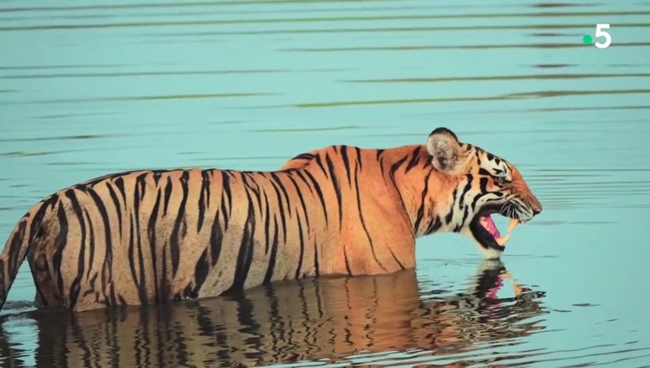 Le Karnataka sauvage