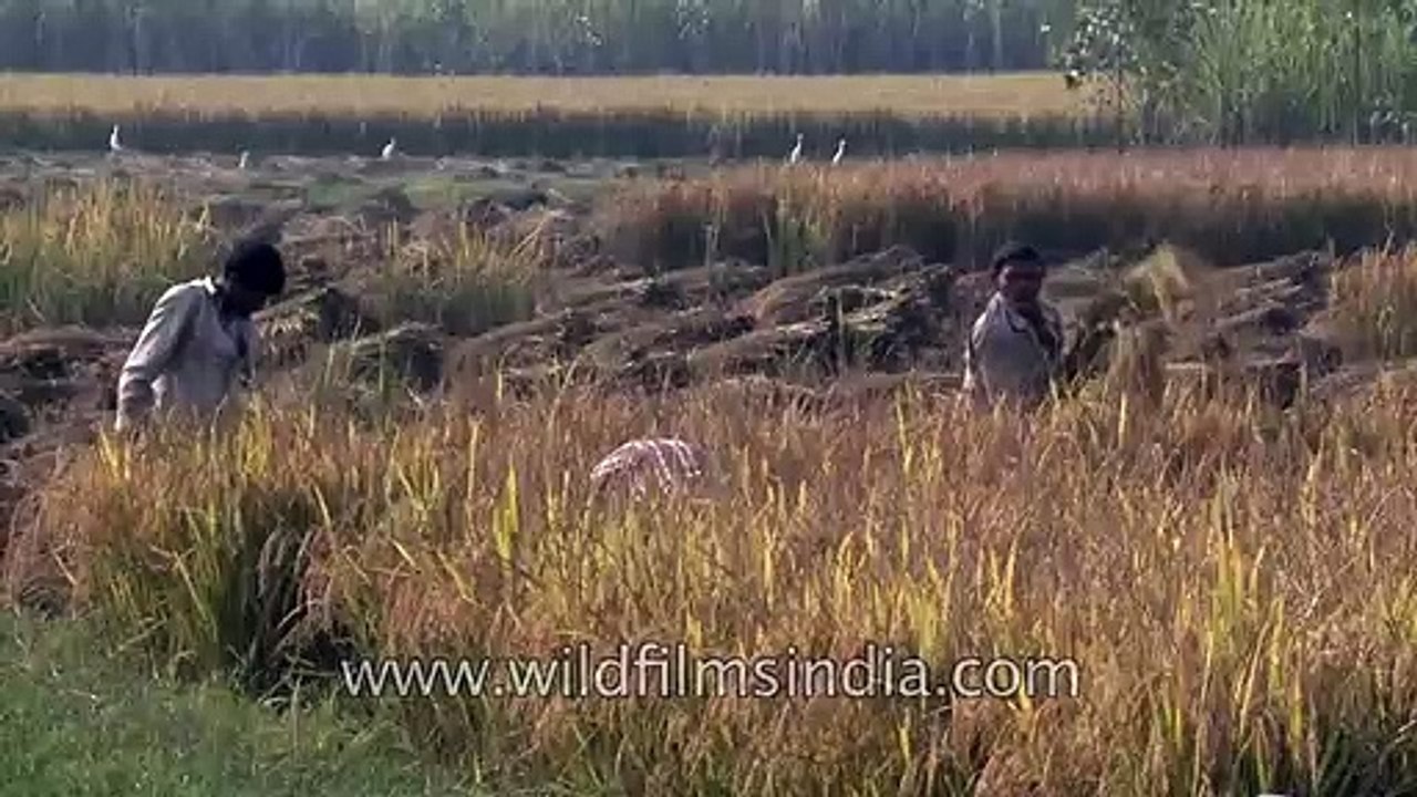 Rice cultivation in India - mid way fields along Delhi-Meerut road