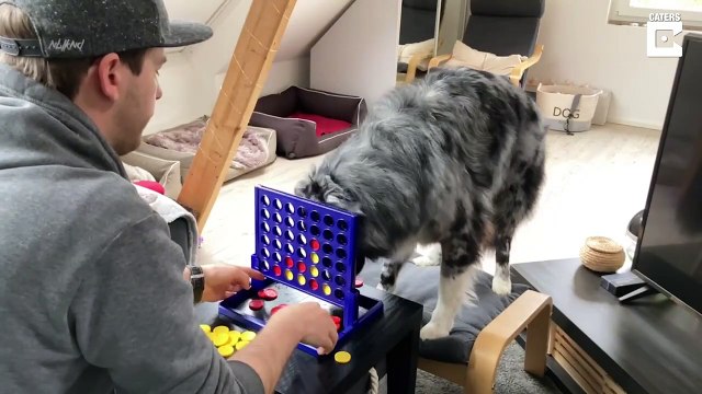 Australian GERMAN Shepherd Plays Games With Owner
