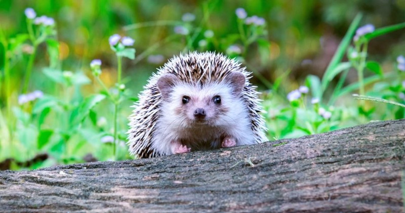 Caen : un programme de protection des hérissons encourage la population à créer des passages entre les jardins
