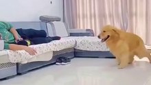 funny dog shows extreme jealousy - funny video